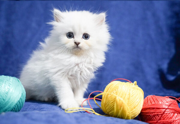 Cattery Trasha – British Longhair