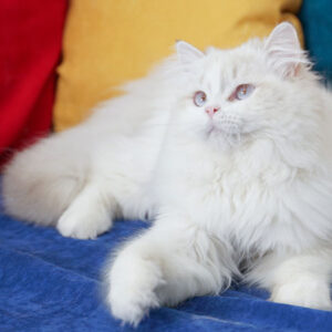 Worthybri Army – British Longhair