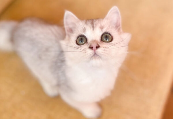 Cavino – British Longhair