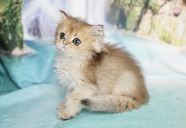 Cattery Leon – British Longhair