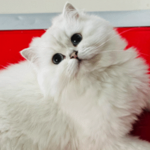 Leoni – British Longhair NS33 Dişi
