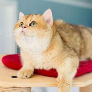 Petit Vilains Absolute – British Shorthair