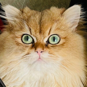Petits Vilains Lexy – British Longhair