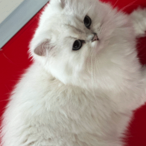 Suzi – British Longhair NS33 Dişi