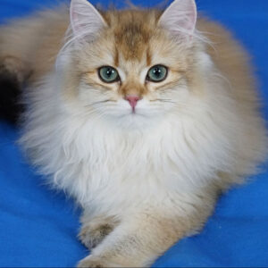 Verso Eretra – British Longhair