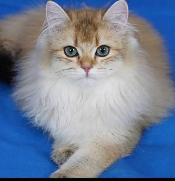 Verso Eretra – British Longhair