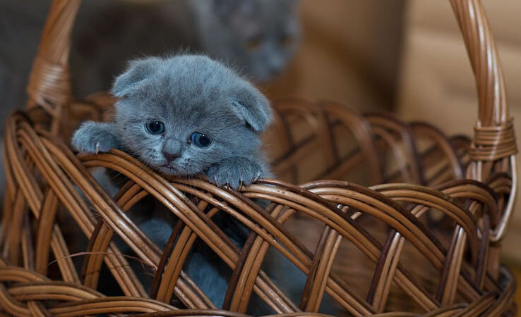 Kedi Bakım Önerileri