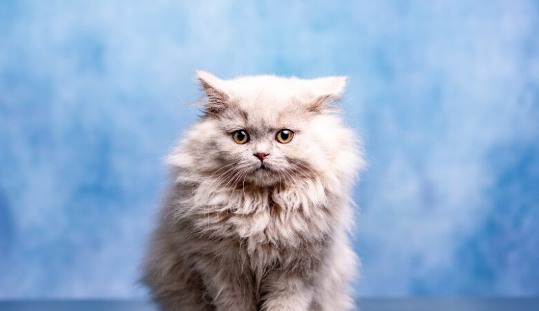 British Longhair Ev Ortamına Uygun mu?