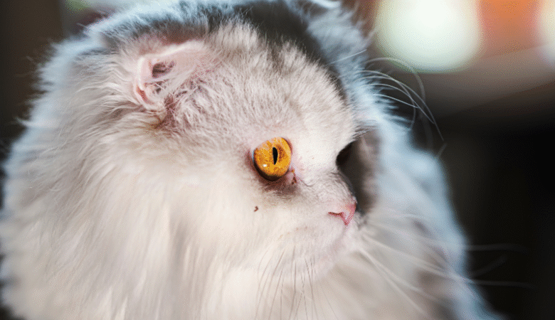 British Longhair Kediler Çocuklarla ve Diğer Hayvanlarla Anlaşır mı?