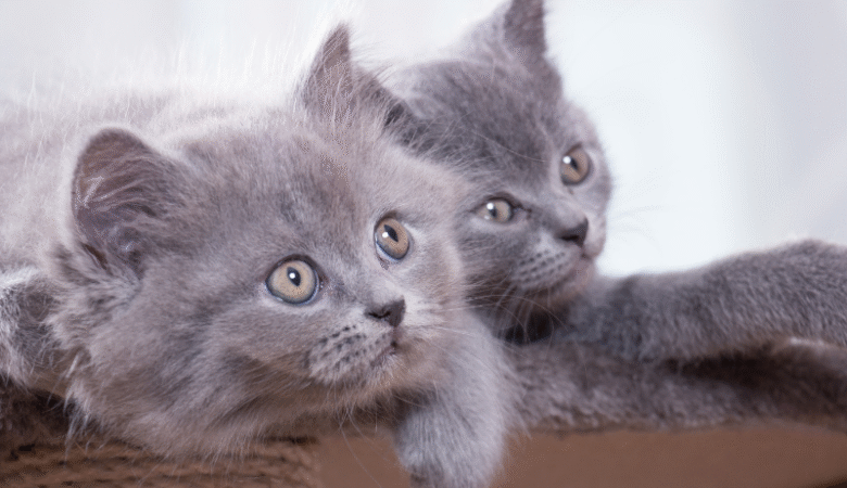 British Shorthair Kedi Ne Kadar Büyür?