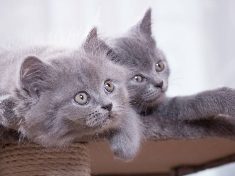 kedi fiyatları