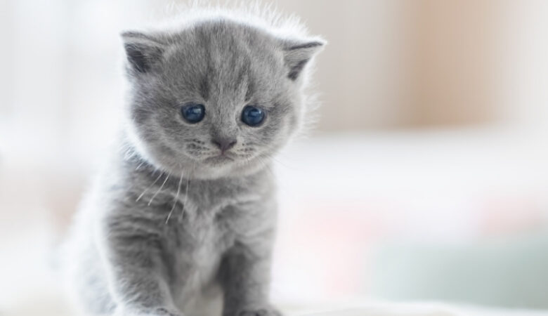 Kedi Fiyatlarını Etkileyen 7 Kritik Faktör (2025 Güncel Rehber)