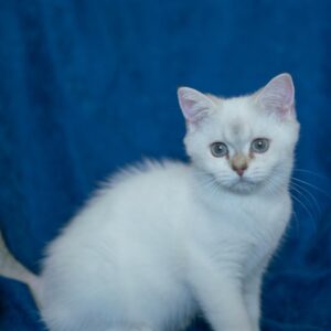 Kedi