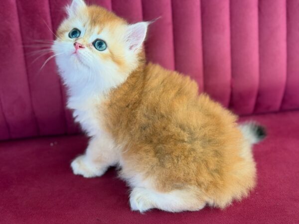 British Longhair