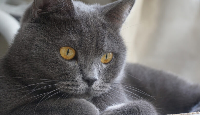 British Shorthair Kedilerde Dişi mi Erkek mi Tercih Etmeliyim?