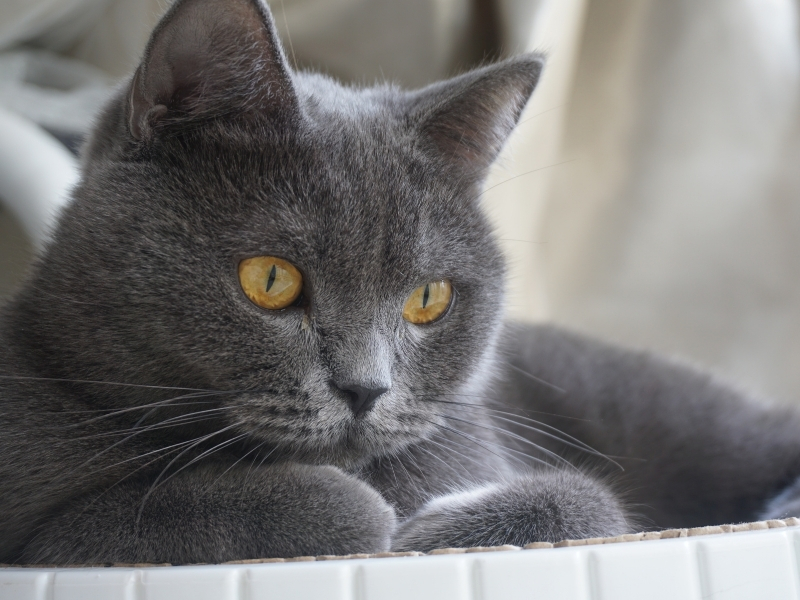 british shorthair kedilerde dişi mi erkek mi