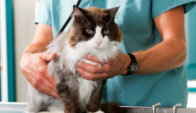 Kedi Alırken Sağlık Kontrolü Nasıl Yapılır?