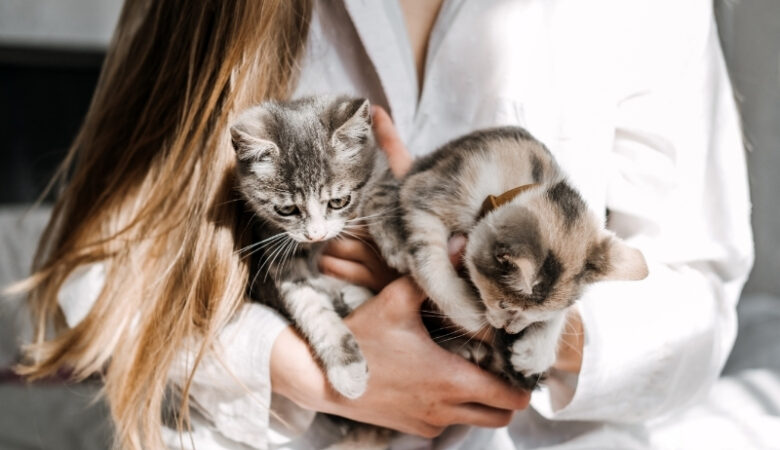 Kedi Sahiplenme Sonrası Uyum Süreci