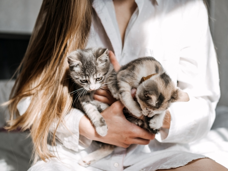 sahiplenilmiş kedi