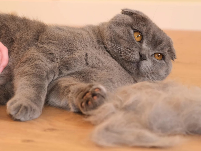 tüyü dökülmüş kedi