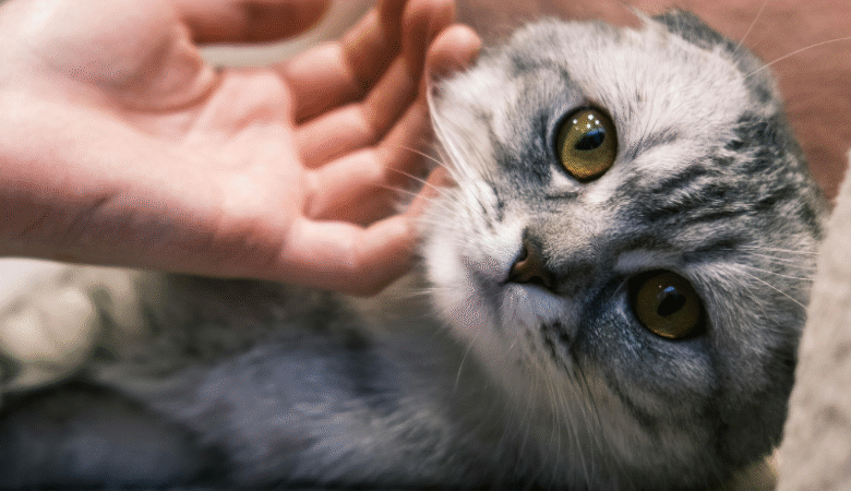 Kedi Sahiplenme İçin Doğru Zaman ve Yaş Seçimi