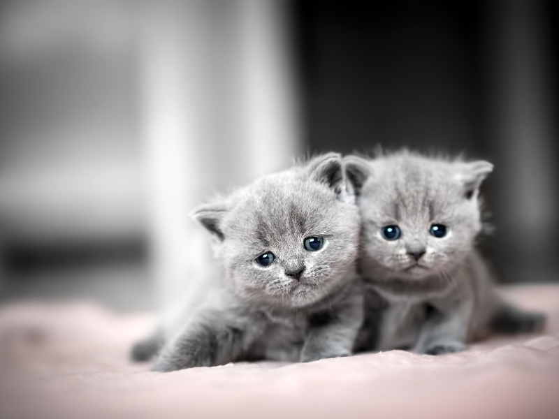 shorthair kedi