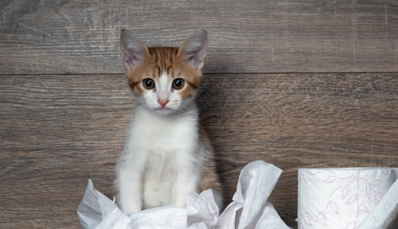 Yavru Kedi Tuvalet Eğitimi Hakkında Her Şey