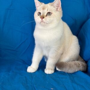 British Shorthair Dişi