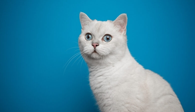 Çocuklu Aileler İçin Kedi Sahiplenme Rehberi