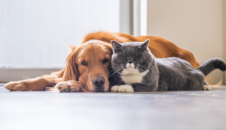 Kediler Köpeklerle Aynı Evde Yaşayabilir mi?