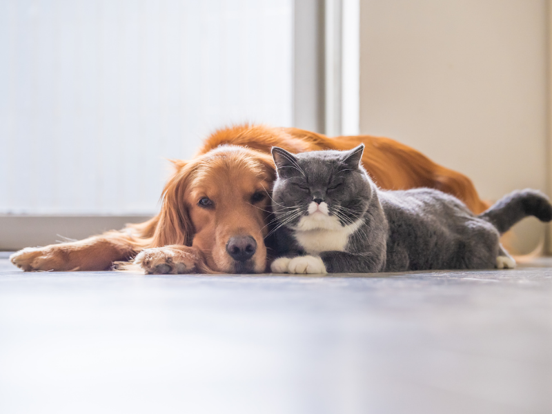 kedi ve köpek
