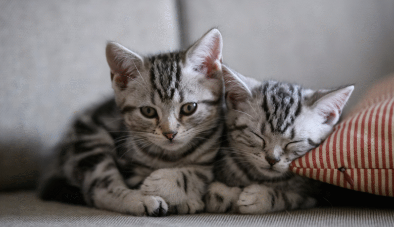 Evde Başka Kedi Varken Yeni Bir Kedi Sahiplenmek