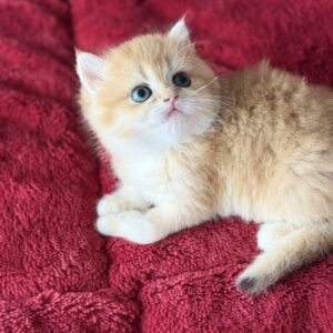 Sammy..Kedimolsa Cattery