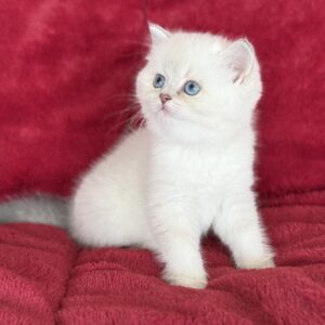 Ruby..Kedimolsa Cattery..