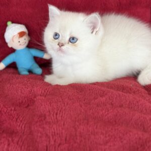 Rose...Kedimolsa Cattery