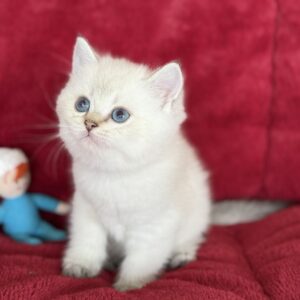 Rio...Kedimolsa Cattery