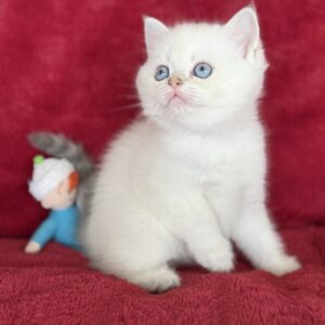 Ricky...Kedimolsa Cattery