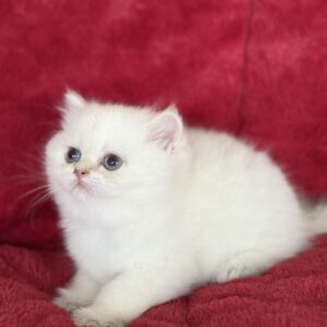 Pery...Kedimolsa cattery