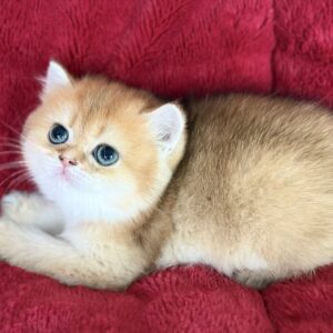 Paula..Kedimolsa Cattery