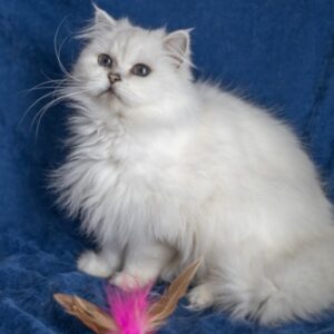 British kedi fiyatları