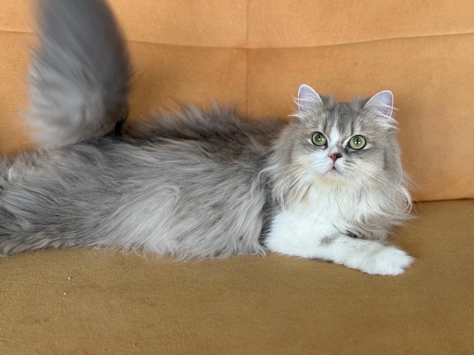 British kedi fiyatları