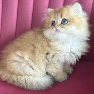 Tony..Kedimolsa Cattery