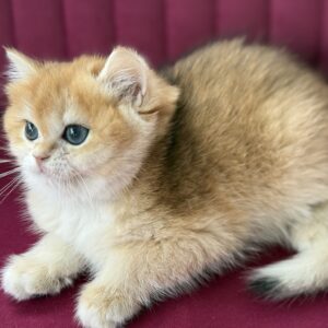 Troy..Kedimolsa Cattery