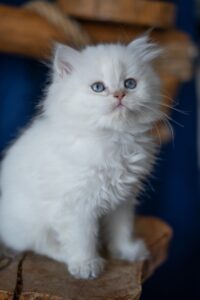 cins Kedi Fiyatları