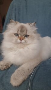 Cins Kedi Fiyatları