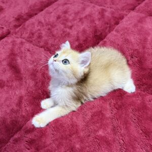 Sammy..Kedimolsa Cattery