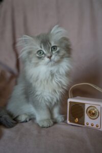 Kedi Fiyatları