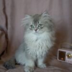 Kedi Fiyatları
