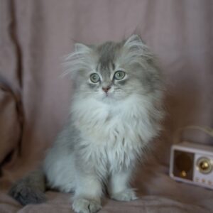 Kedi Fiyatları