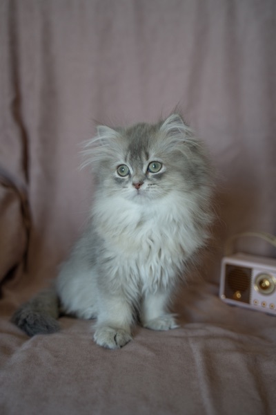 Kedi Fiyatları